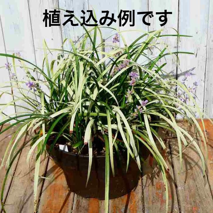 ヤブラン 苗 ピュアブロンド 3.5号 斑入り 藪蘭 カラーリーフ グランド