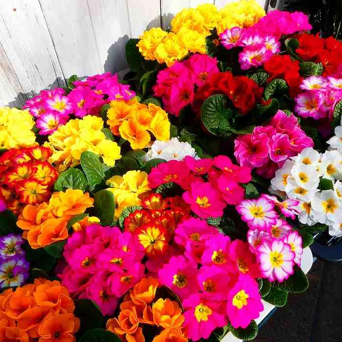 プリムラ ジュリアン 苗 花色お任せ カラフル 覆輪 花苗 251223 : お花