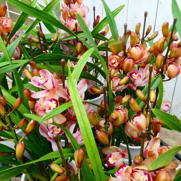 テーブルシンビ シンビジューム 森の精 おと 小型種 4.5号鉢 ギフト