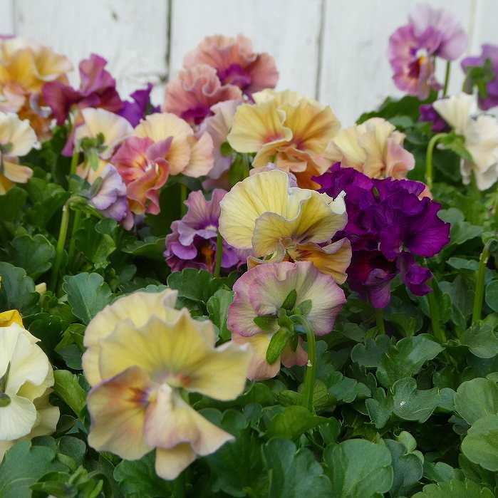 フリルパンジー 苗 1ポット アイクルール 3〜3.5号 花日和