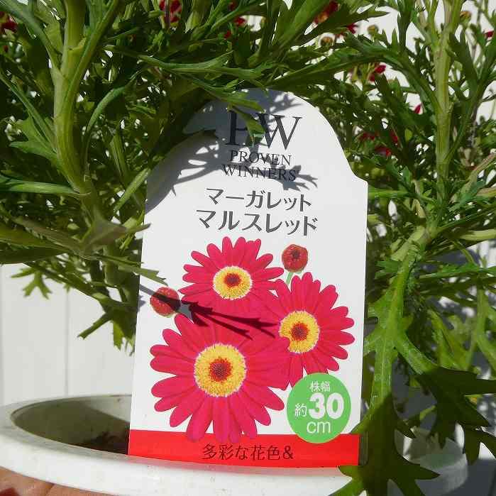 マーガレットさん専用 Amazon.co.jp: マーガレット 2024年15号 eBook : マーガレット編集部