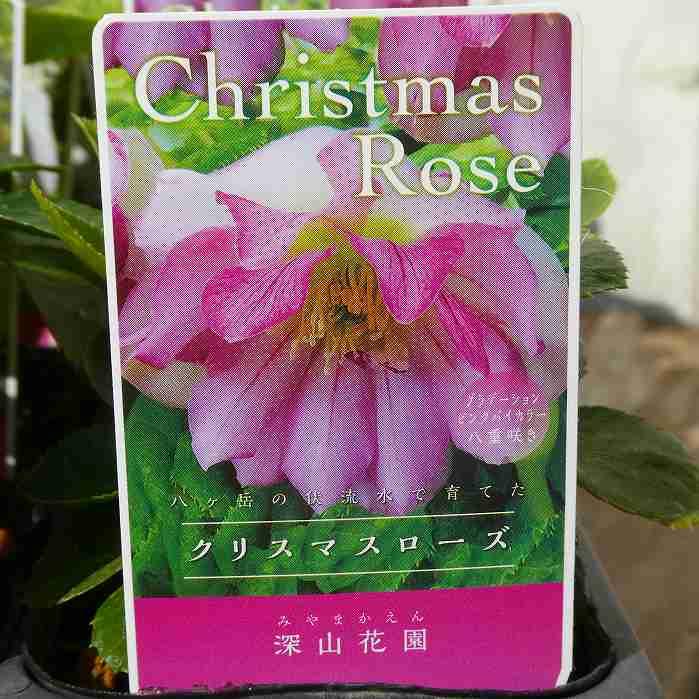 八重咲きクリスマスローズ 苗 グラデーションピンクバイカラー ダブル