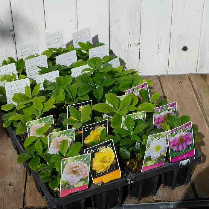 八重咲きクリスマスローズ 苗 グラデーションピンクバイカラー ダブル