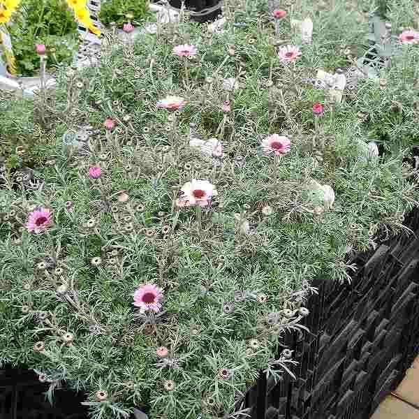 ローダンセマム プチマカロン ピンク 充実株 3 5号ポット シルバーリーフ 宿根草 耐寒性 01 お花処 昌山園 通販 Yahoo ショッピング