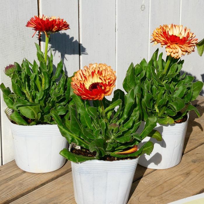 花苗 カレンジュラ ブロンズビューティ キンセンカ カレンデュラ 苗 3 5号ポット 冬花壇 耐寒性強 01 07 お花処 昌山園 通販 Yahoo ショッピング