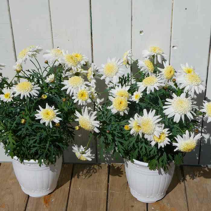 マーガレット バニラボネット 4号鉢 白花 丁字咲き 鉢花 花色変化 春の