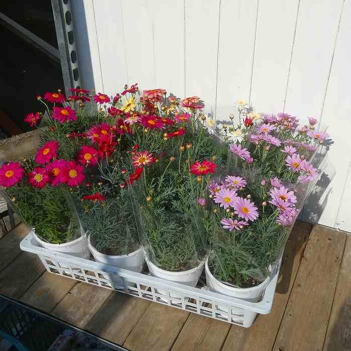 マーガレット バニラボネット 4号鉢 白花 丁字咲き 鉢花 花色変化 春の