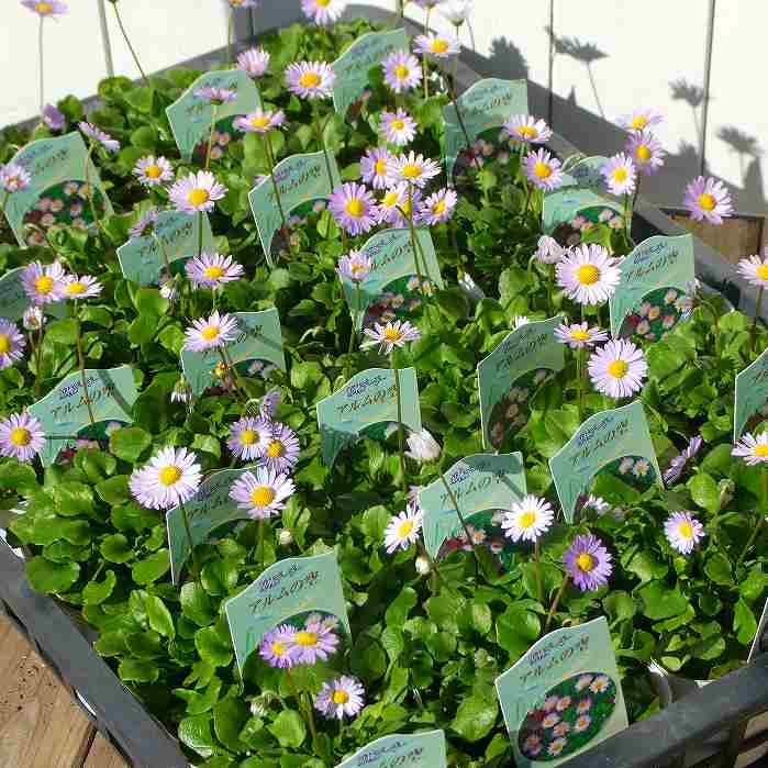 イングリッシュデージー 苗 アルムの空 ヒナギク 青花 3.5号 山野草