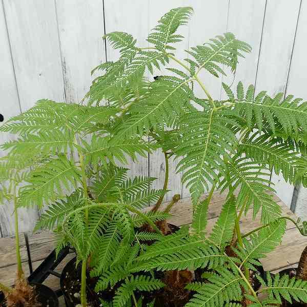ヘゴ ヘゴの木 4号鉢 苗 鉢植え 観葉植物 シダ 220505 : お花処 ヘゴ ヘゴの木 4号鉢 苗 鉢植え 観葉植物 シダ 220505 : お花処