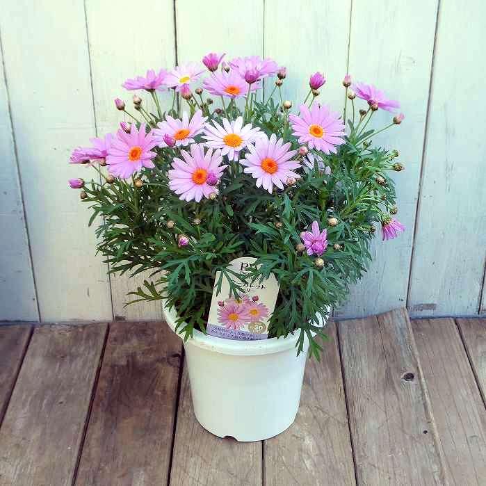 マーガレット 苗 ローリー 白からピンクへ花色変化 5号鉢 ガーデニング