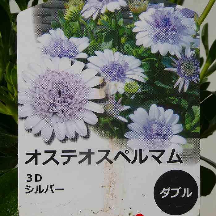 オステオスペルマム 苗 3D シルバー 3.5号 八重咲き 250320 : お花処