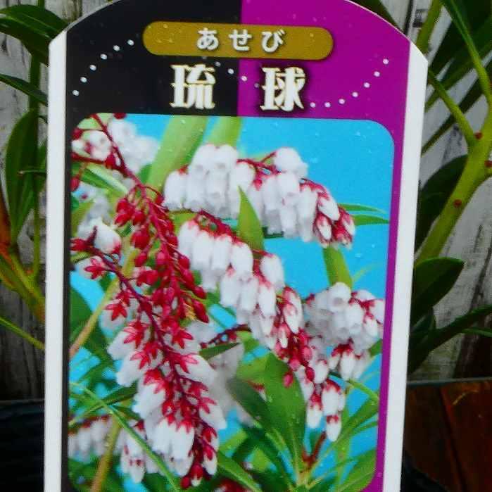 アセビ 苗 琉球アセビ 沖縄アセビ 白花 3号 常緑 庭木 低木 耐寒性