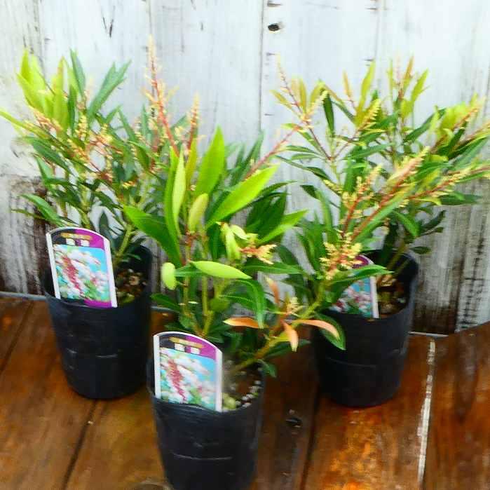 アセビ 苗 琉球アセビ 沖縄アセビ 白花 3号 常緑 庭木 低木 耐寒性