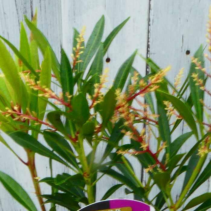 アセビ 苗 琉球アセビ 沖縄アセビ 白花 3号 常緑 庭木 低木 耐寒性