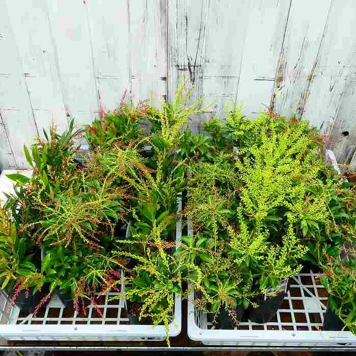 アセビ 苗 琉球アセビ 沖縄アセビ 白花 3号 常緑 庭木 低木 耐寒性