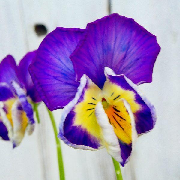 花苗 パンジー 横浜セレクション マイファニープリンセス 現品38 苗 3号 花壇苗 冬の花苗 春の花苗 0114 お花処 昌山園 通販 Yahoo ショッピング