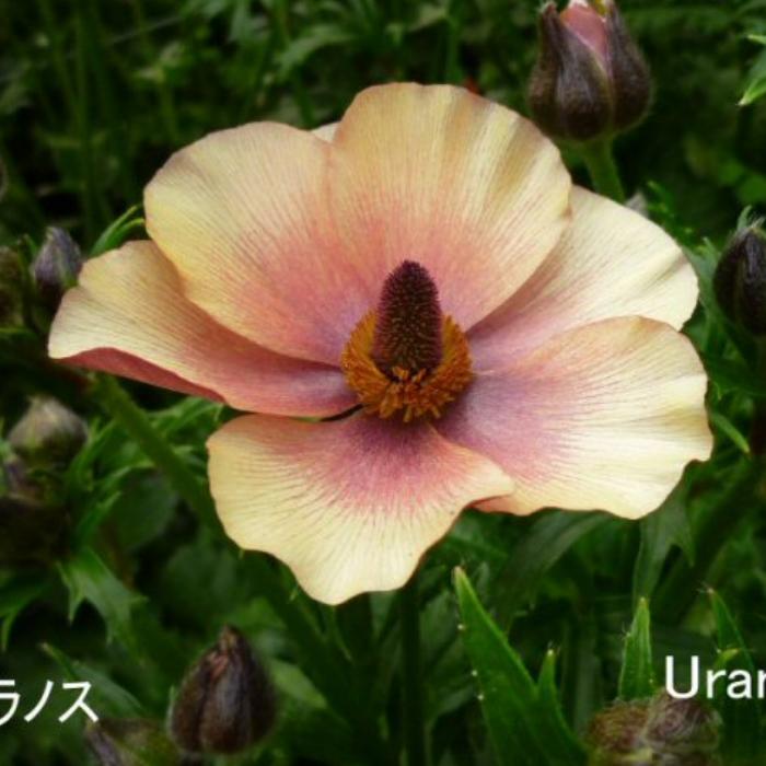 ラナンキュラス ラックス ウラノス 4号ポット 苗 耐寒性 宿根草 球根植物 0125 お花処 昌山園 通販 Yahoo ショッピング