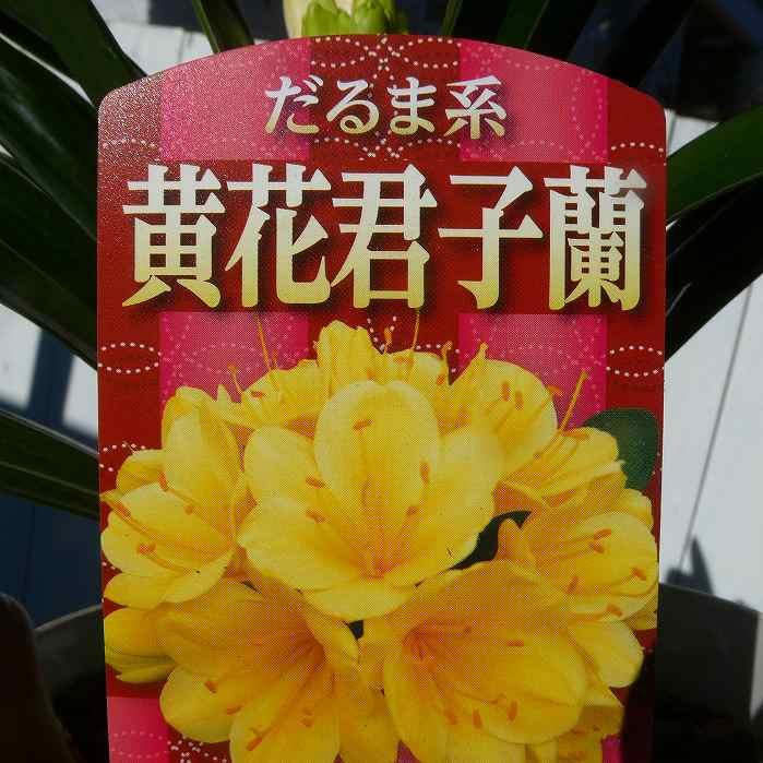 君子蘭 苗 黄花君子蘭 5号鉢 クンシラン 260319 : お花処 昌山園