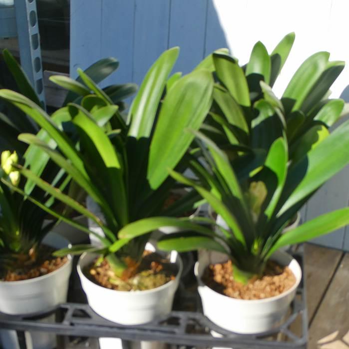 君子蘭 苗 黄花君子蘭 5号鉢 クンシラン 260203 : お花処 昌山園