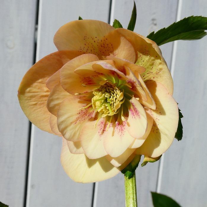 クリスマスローズ 開花株 八重咲き 鉢植え アプリコット 現品2 5号鉢 山野草 宿根草 日陰向き 耐寒性 09 お花処 昌山園 通販 Yahoo ショッピング