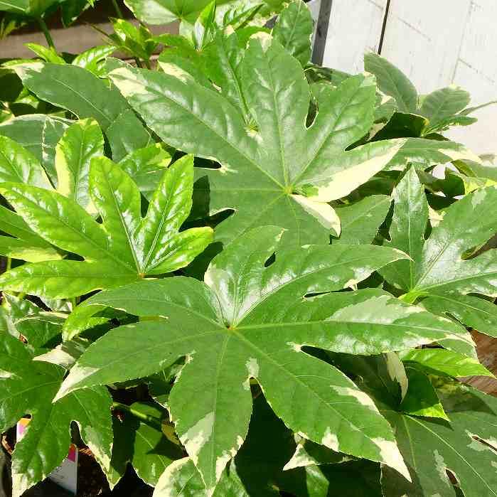 ヤツデ 苗 斑入り 3号 八つ手 庭木 常緑樹 日陰向き カラーリーフ