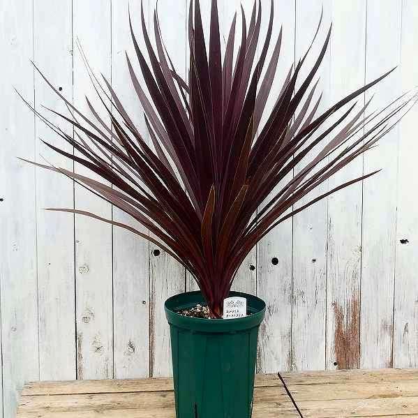 コルジリネ レッドスター 5 5号 苗 ガーデニング おしゃれ 耐寒性 宿根草 観葉植物 カラーリーフ 2405 お花処 昌山園 通販 Yahoo ショッピング