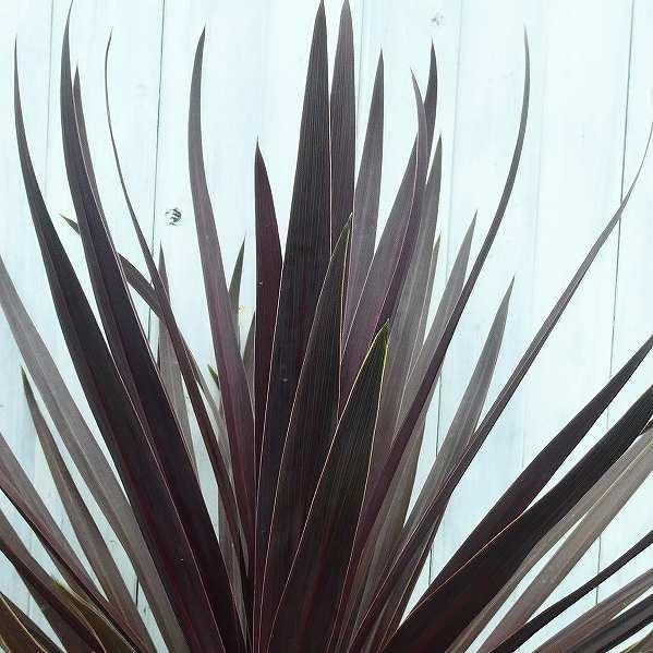 コルジリネ レッドスター 5 5号 苗 ガーデニング おしゃれ 耐寒性 宿根草 観葉植物 カラーリーフ 2405 お花処 昌山園 通販 Yahoo ショッピング