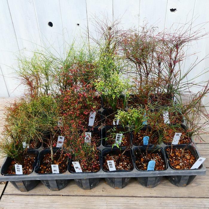 錦糸南天 赤縮緬 キンシナンテン 1ポット 3号 盆栽素材 0129 お花処 昌山園 通販 Yahoo ショッピング