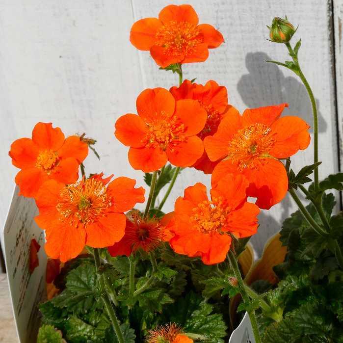 花苗 ゲウム クッキー 矮性 大根草 3.5号 一重 オレンジ花 山野草