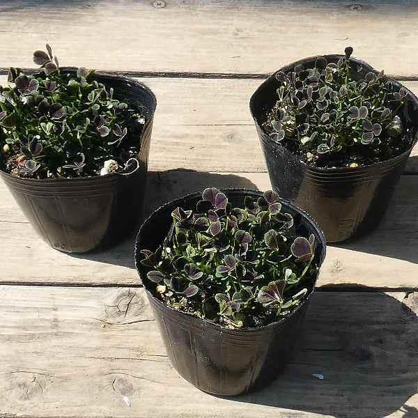 クローバー 四つ葉のクローバー 3 5号 苗 鉢植え 09 お花処 昌山園 通販 Yahoo ショッピング