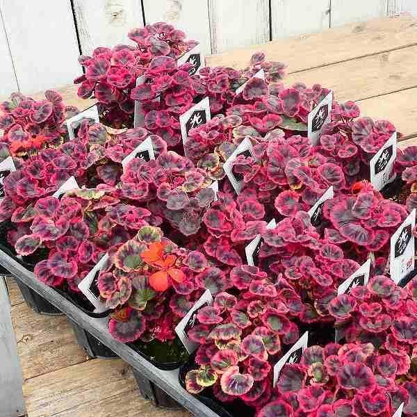 ゼラニウム 苗 光山錦 3号 紋天竺葵 古典植物 山野草 斑入り カラー