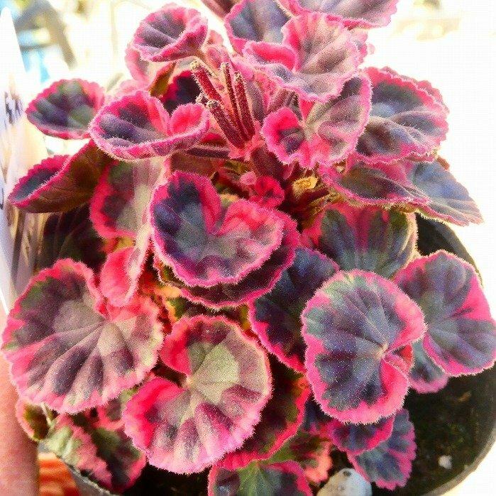 ゼラニウム 苗 光山錦 3号 紋天竺葵 古典植物 山野草 斑入り ゼラニウム 苗 光山錦 3号 紋天竺葵 古典植物 山野草 斑入り