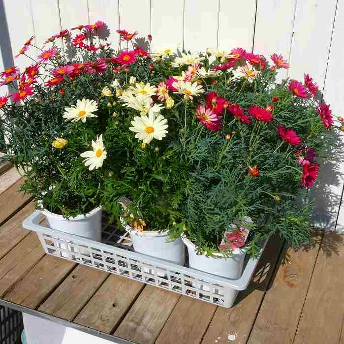 早の桜様　新柄　マーガレット＆ソフィー 𓂃𓂂𖡼.𖤣𖥧𓈒◌܀ #マーガレット 1枚目コスモスピンク 2枚目