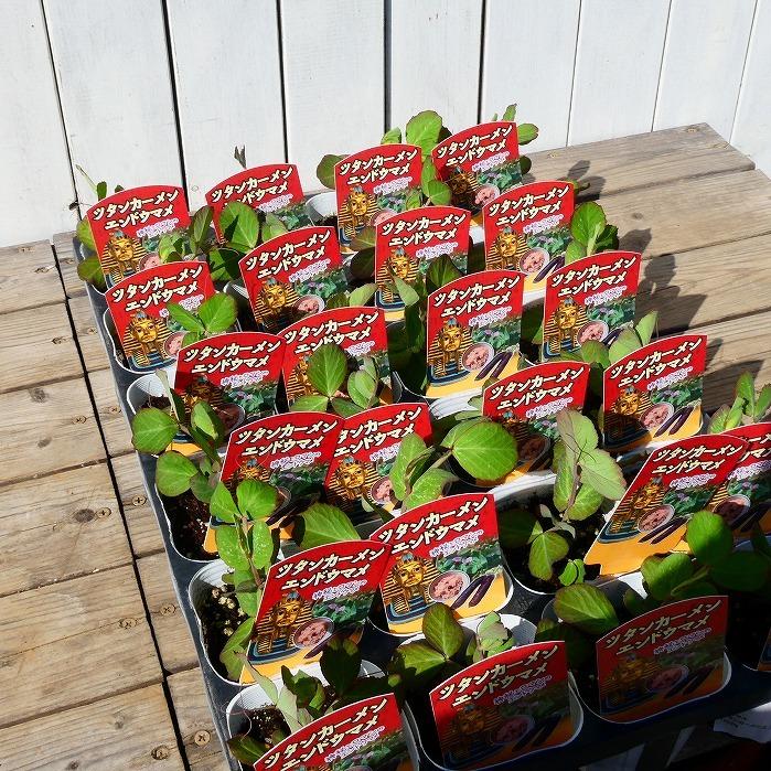 ツタンカーメンのエンドウ豆 3号 ツル性 野菜苗 耐寒性 ハーブ 家庭菜園 1221 お花処 昌山園 通販 Yahoo ショッピング