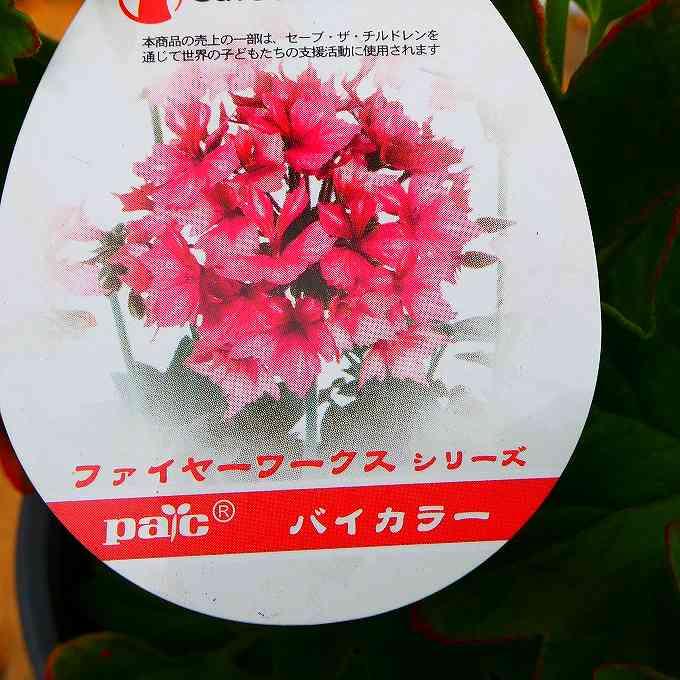 【花柄 バイオリン】限定レア 4/4サイズ ゼラニウム ファイヤーワークス バイカラー 4号鉢 ゼラニューム