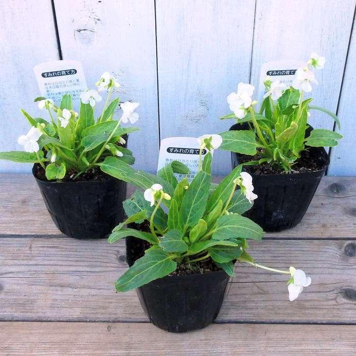 ずっと気になってた 花種 花の種 すみれ 種 スミレ 菫 花の苗 山野草 種子 Www Anavara Com