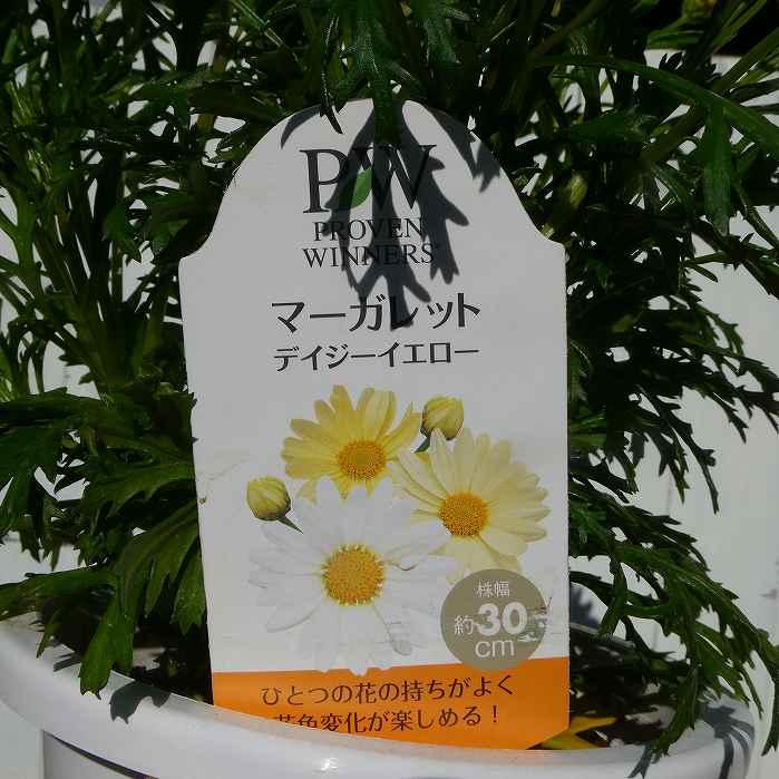 マーガレット デイジーイエロー 5号鉢 黄花 鉢花 鉢植え 苗