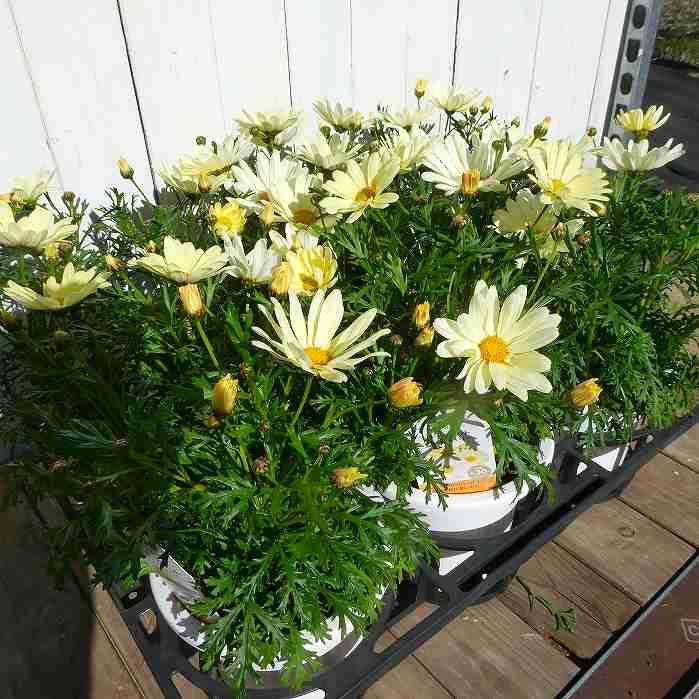 マーガレット デイジーイエロー 5号鉢 黄花 鉢花 鉢植え 苗