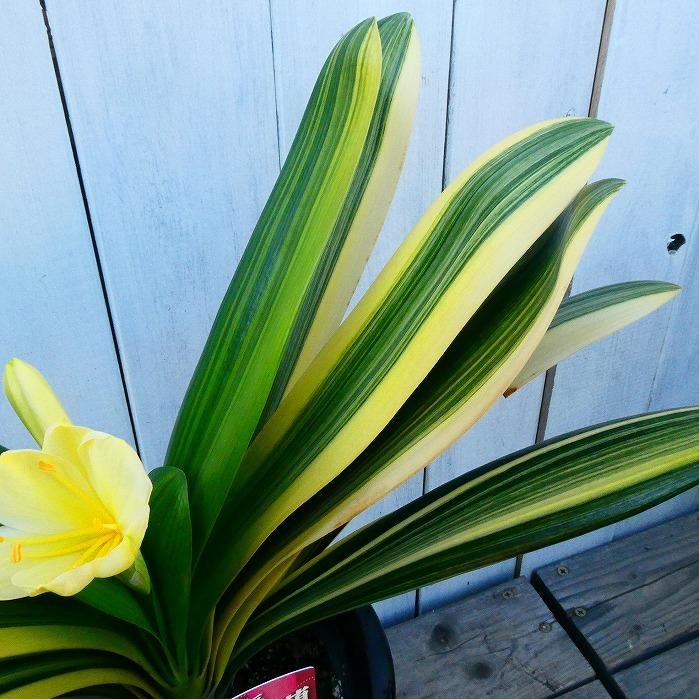 君子蘭 黄花 斑入り クンシラン だるま系 山野草 現品1 6号鉢 0216