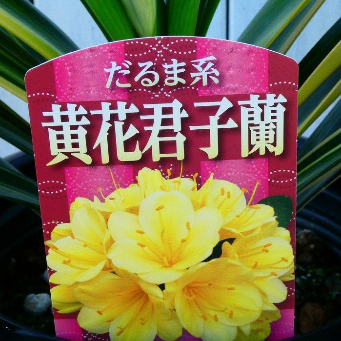 君子蘭 黄花 斑入り クンシラン だるま系 山野草 現品1 6号鉢 君子蘭 黄花 斑入り クンシラン だるま系 山野草 現品1 6号鉢