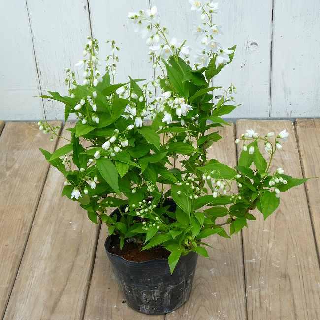 姫ウツギ 苗 3.5号 低木 白花 姫卯木 ヒメウツギ 卯の花 春の花木 庭 