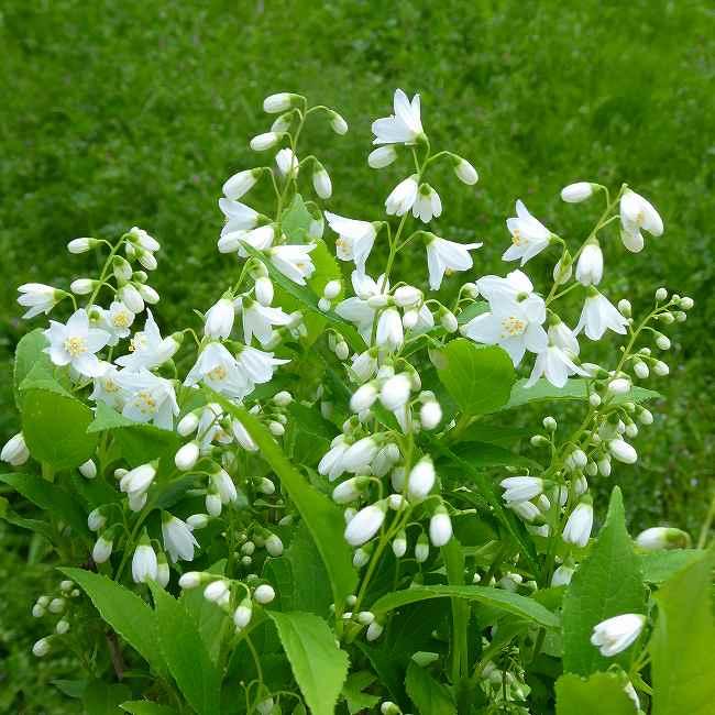 姫ウツギ 苗 3.5号 低木 白花 姫卯木 ヒメウツギ 卯の花 春の花木 庭 
