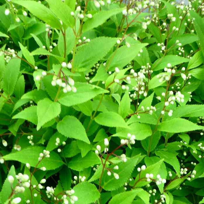 姫ウツギ 苗 3.5号 低木 白花 姫卯木 ヒメウツギ 卯の花 春の花木 庭 