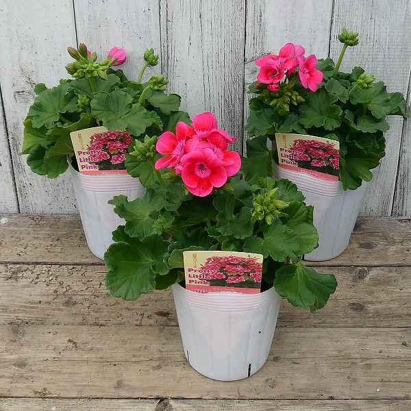 ゼラニウム プリティリトルピンク 苗 多花製 栄養系 3.5号