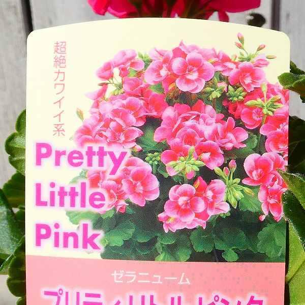 ゼラニウム プリティリトルピンク 苗 多花製 栄養系 3.5号
