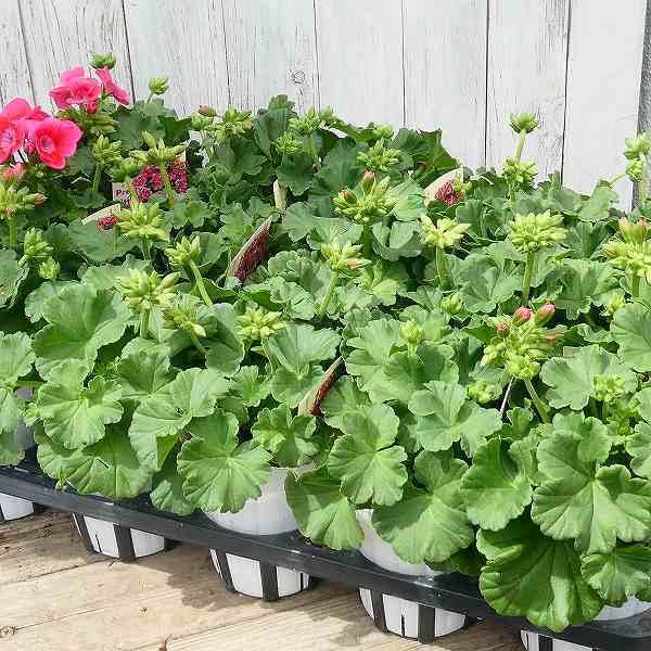 ゼラニウム プリティリトルピンク 苗 多花製 栄養系 3.5号