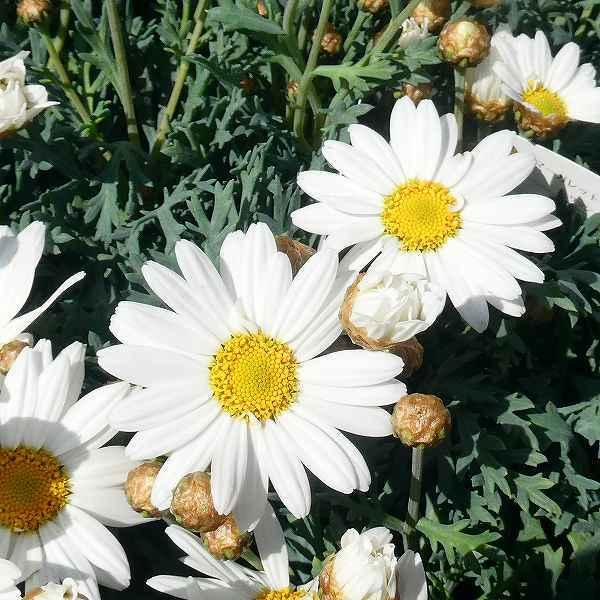 鉢植え マーガレット 4号鉢 矮性 モリンバ サッシー コンパクトディープローズ ピンク 鉢花 苗 ガーデニング 春の花 0223 お花処 昌山園 通販 Yahoo ショッピング