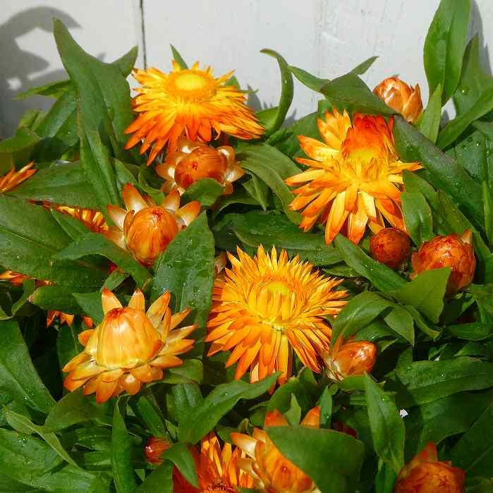 鉢植え ペーパーカスケード ヘリクリサム 白花 5号 ペーパーキャスケード 枝垂れ咲き 0302 お花処 昌山園 通販 Yahoo ショッピング