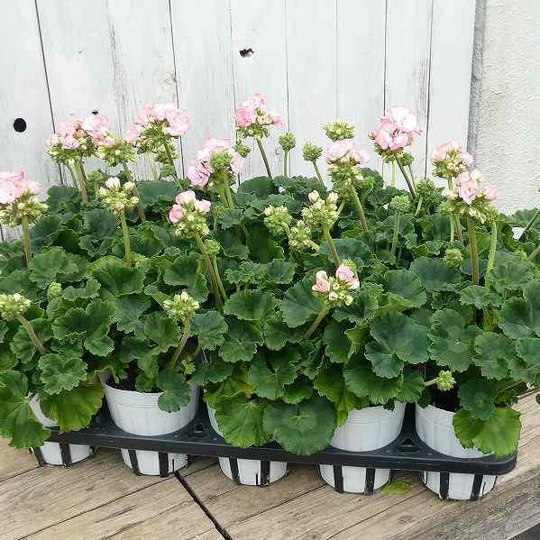 ゼラニウム ストロベリーアイス 3 5号 苗 ピンク覆輪 ガーデニング ゼラニューム 0223 お花処 昌山園 通販 Yahoo ショッピング