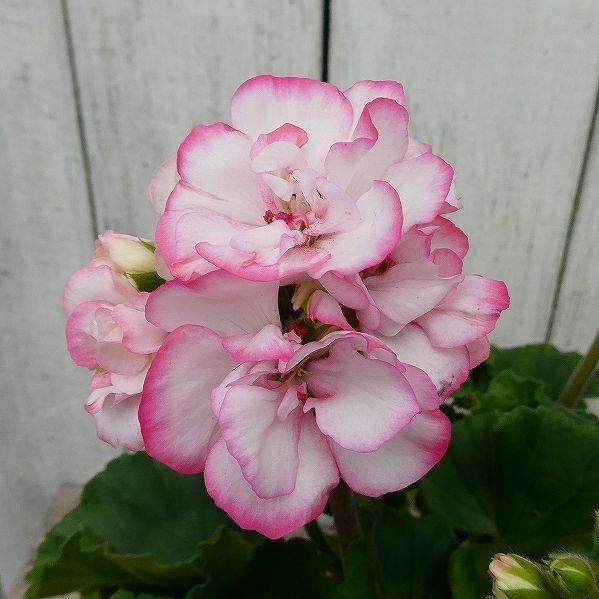 鉢花 ゼラニウム ストロベリーアイス ピンク覆輪 ガーデニング ゼラニューム 4号鉢 0302 お花処 昌山園 通販 Yahoo ショッピング